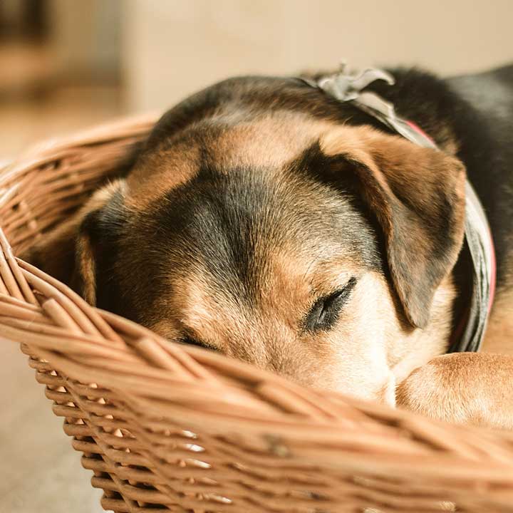 Andere weetjes over honden Andere weetjes over honden