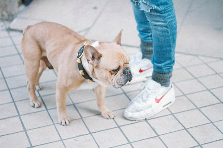 De hond als huisdier