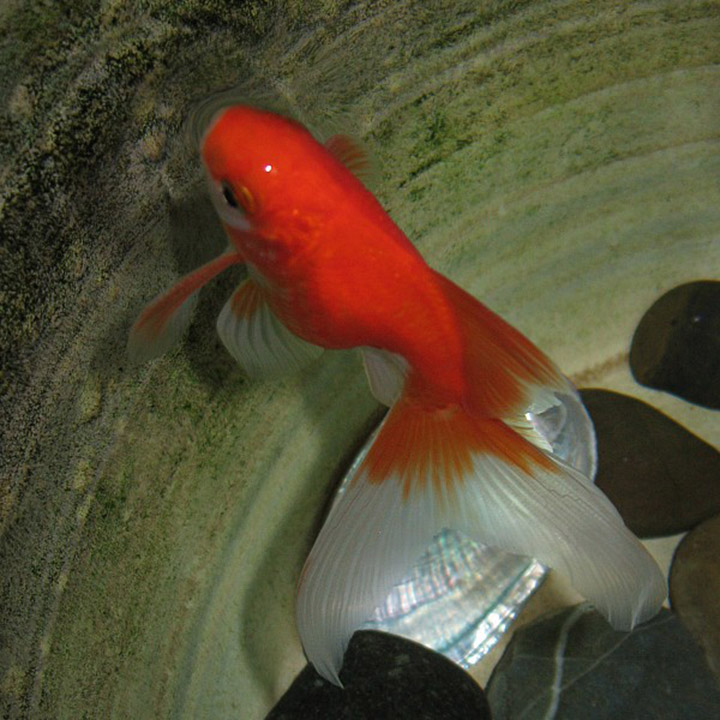 Goudvis: vissenkom of aquarium Goudvis: vissenkom of aquarium