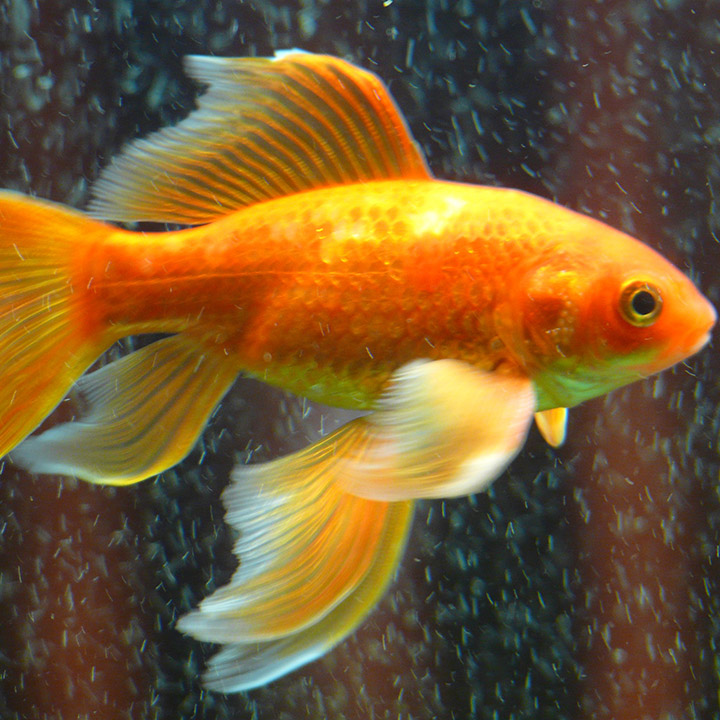 Goudvis Goudvis