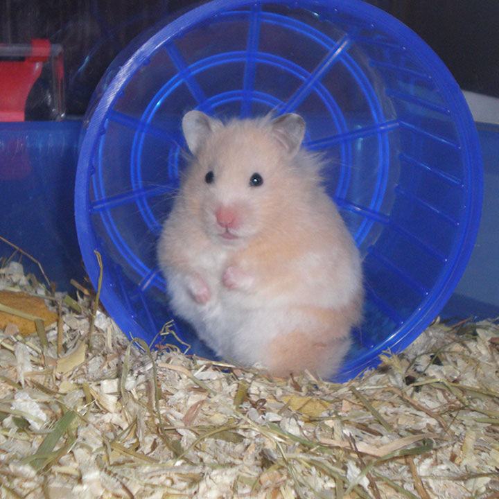 Hamsters spreekbeurt onderwerpen Hamsters