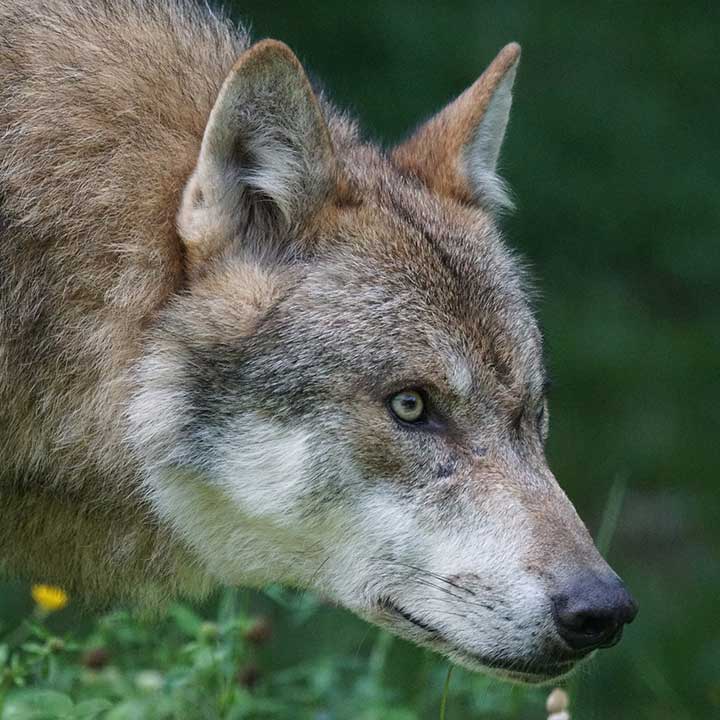 Honden geschiedenis: honden en wolven Honden geschiedenis: honden en wolven