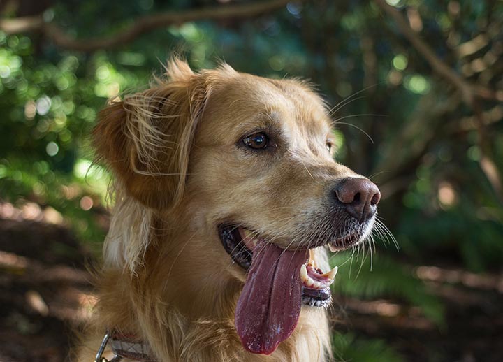 Honden in de natuur