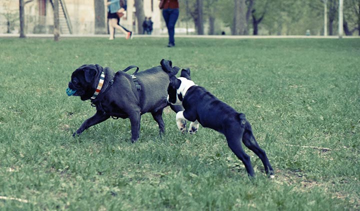 Honden: natuurlijke behoeftes