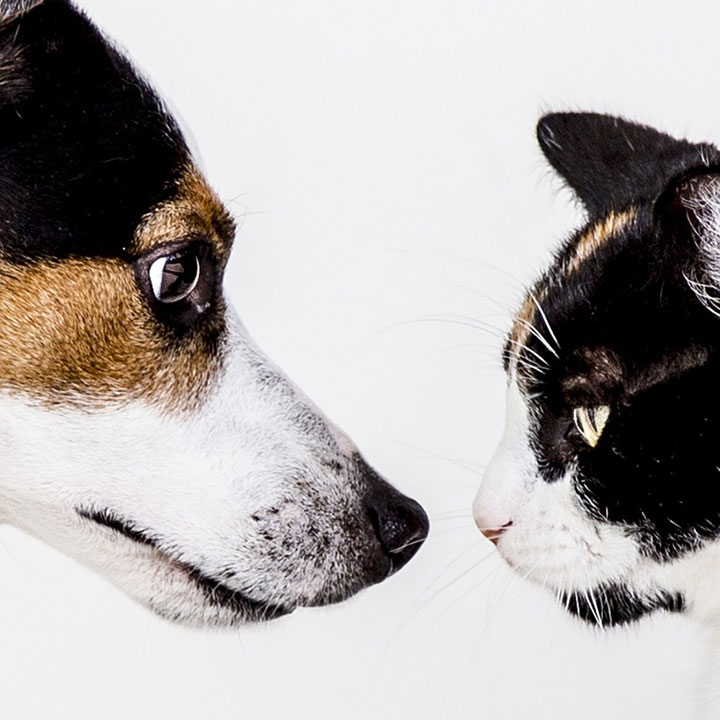 Honden slapen evenveel als katten