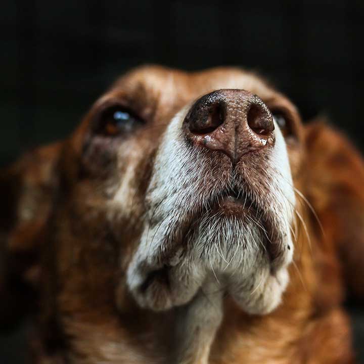 Honden spreekbeurt informatie Honden spreekbeurt informatie