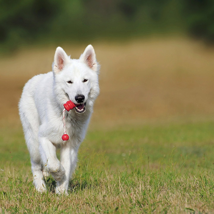 Honden spreekbeurt Honden spreekbeurt