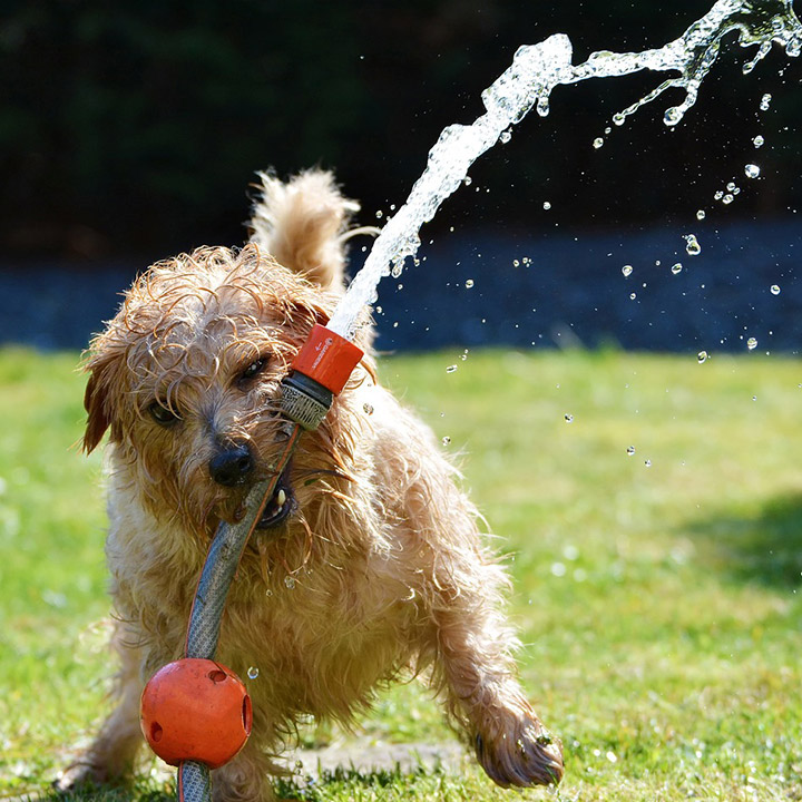 Honden verzorgen Honden verzorgen