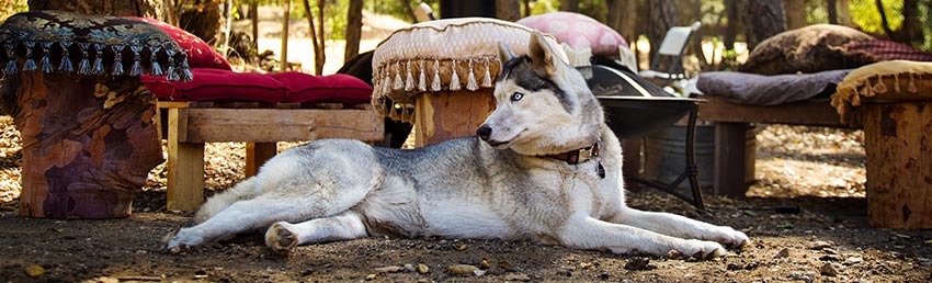 Honden