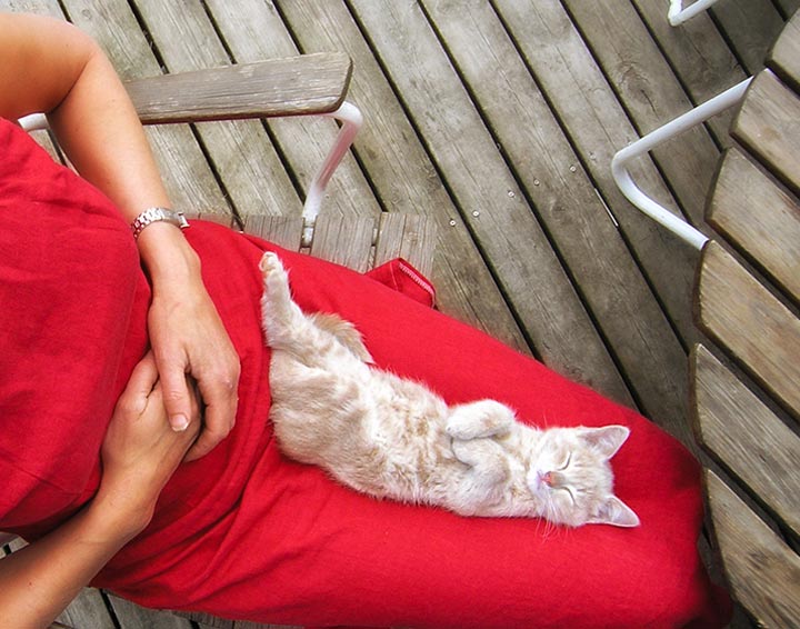 Katten en de mens Katten en de mens