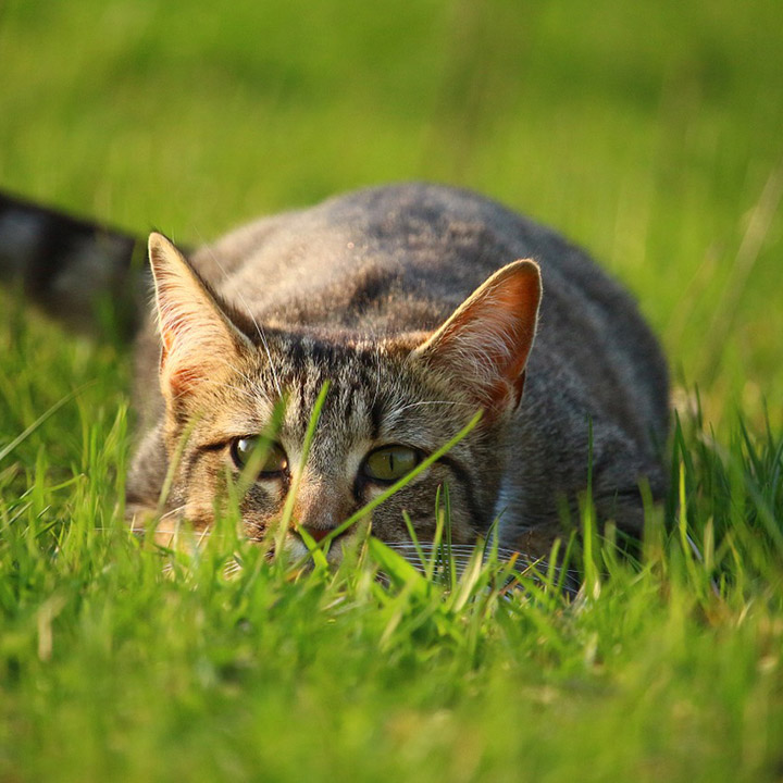 Katten in de natuur Katten in de natuur