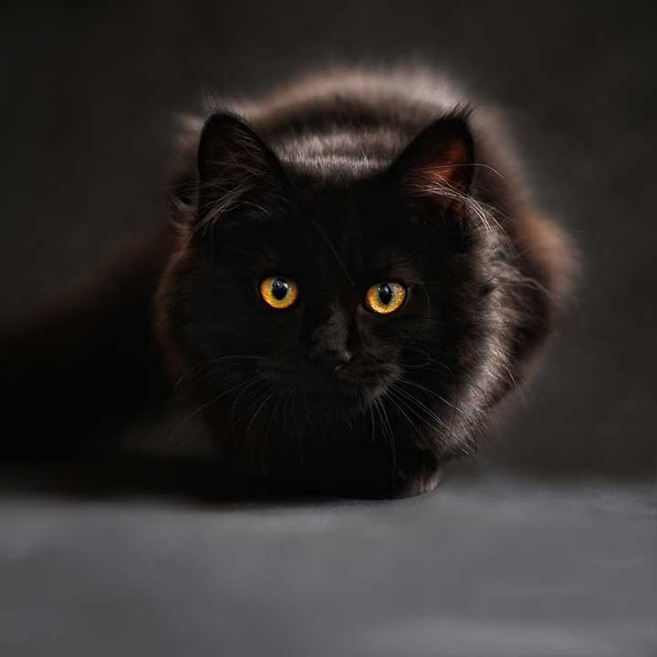 Katten spreekbeurt informatie Katten spreekbeurt informatie
