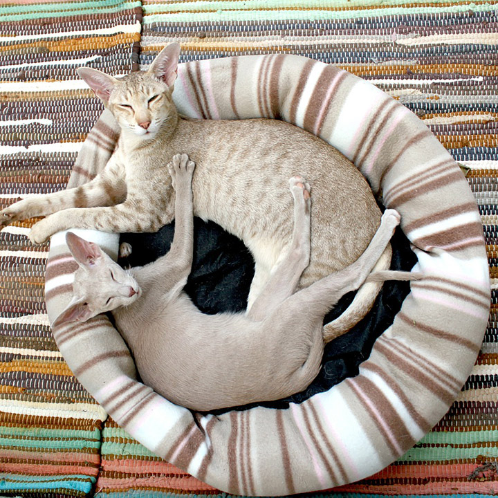 Katten spreekbeurt onderwerpen Katten spreekbeurt onderwerpen