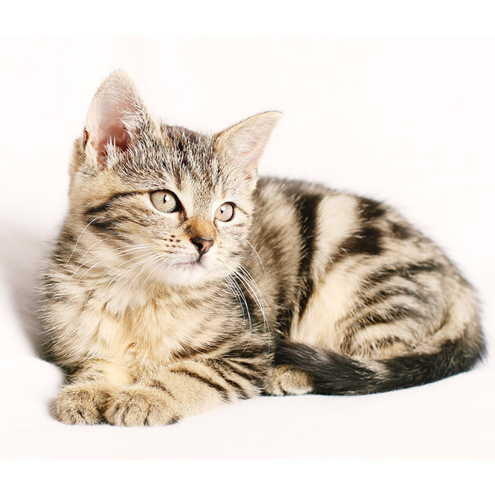 Katten spreekbeurt Katten spreekbeurt