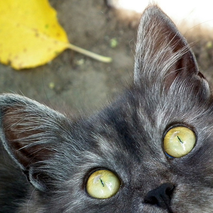 Katten zijn verziend