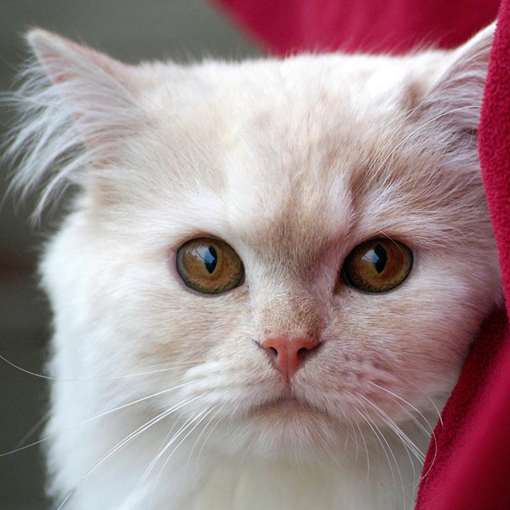 Kattenrassen geschiedenis