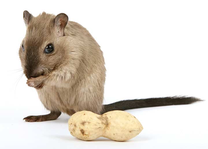 Muizen Muizen