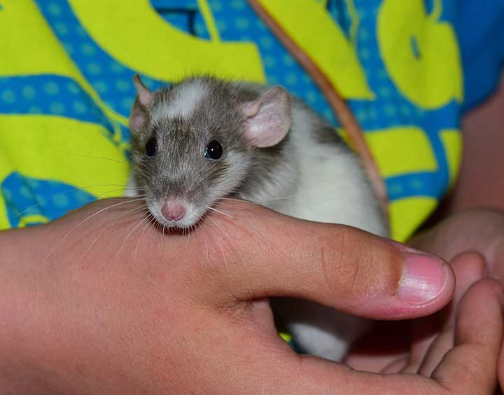 De rat als huisdier De rat als huisdier