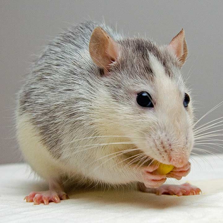 Ratten Ratten