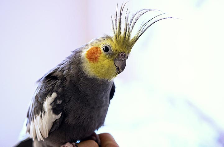 Vogels als huisdier
