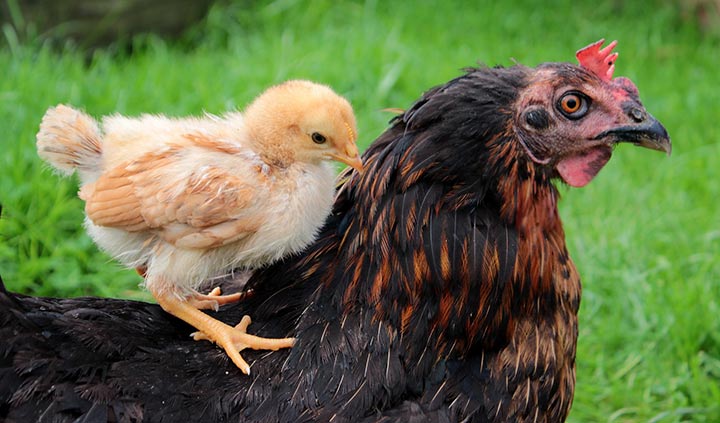 Vogels en kippen Vogels en kippen