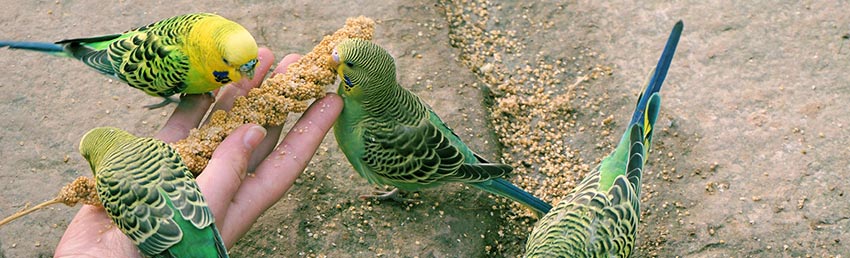 Vogels Vogels