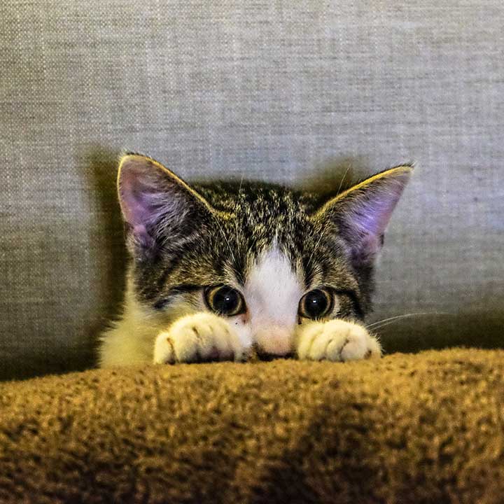 Katten begrijpen met Huisdierenbazaar