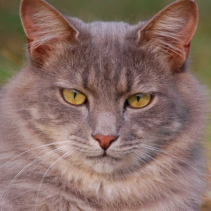 Kattentaal: het gezicht